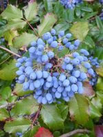 Oregon Grape