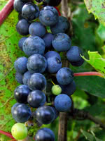 Riverbank Grape