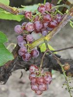 Somerset Grape