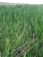 Western Slough Grass