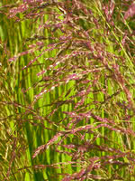 Tall Manna Grass