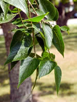 Are hackberry trees store poisonous to dogs