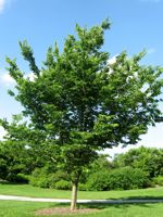 Common Hackberry