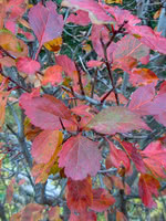 Black Hawthorn - 2 Year Old