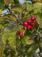 Round Leaf Hawthorn