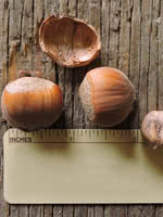 Aldara Hazelnut