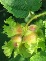 American Hazelnut/Filbert