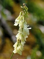 Yellow Hedysarum