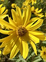 Nuttalls Sunflower