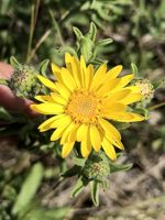 Hairy Golden Aster