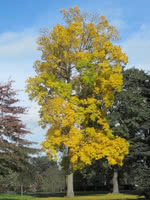 Bitternut Hickory