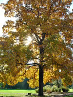 Shagbark Hickory