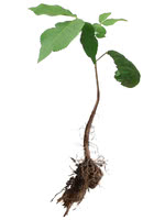 Shagbark Hickory - 2 Year Old