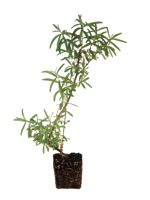 Lord Sea Buckthorn (Male) - 1 Year Old