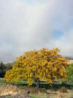 Thornless Honeylocust