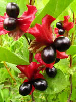 Bearberry Honeysuckle