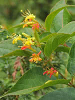 Low Bush Honeysuckle