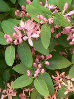 Glaucous Honeysuckle