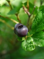 Thinleaf Huckleberry