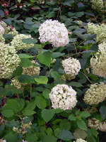 Annabelle Hydrangea