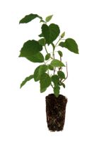 Annabelle Hydrangea - 1 Year Old
