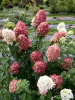 Royal Star Magnolia vs Fire Light Hydrangea - TreeTime.ca