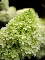 Limelight Hydrangea