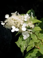 White Panicle Hydrangea