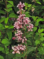 Josee Reblooming Lilac