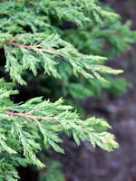 Common Juniper