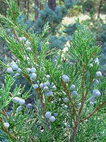 Mountain Red Cedar