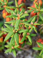 Labrador Tea