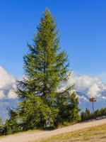 European Larch