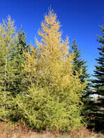 Russian Larch