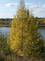 Larix Siberica Duncarl