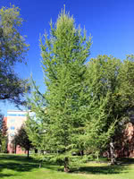 Tamarack Larch