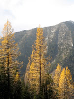 Western Larch