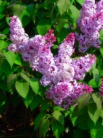 French Hybrid Lilac