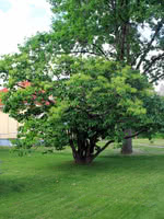 Japanese Tree Lilac