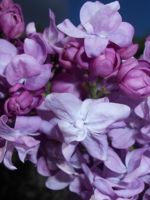 Katherine Havemeyer Lilac