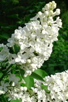 Madame Lemoine White Lilac