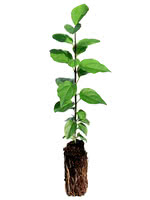 <font size=+2>Black Friday Sale! </font> <p> Japanese Tree Lilac - 2 Year Old</p>