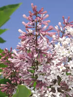 Manchurian Lilac (Korean Lilac)