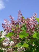 Korean Lilac