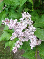 Late Lilac