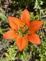 Wood Lily