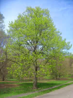 Basswood (American Linden)