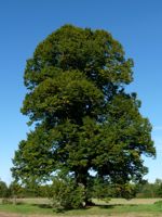 Large Leaf Linden