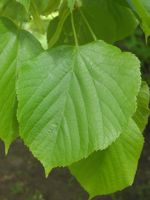 Large Leaf Linden