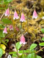 Twinflower